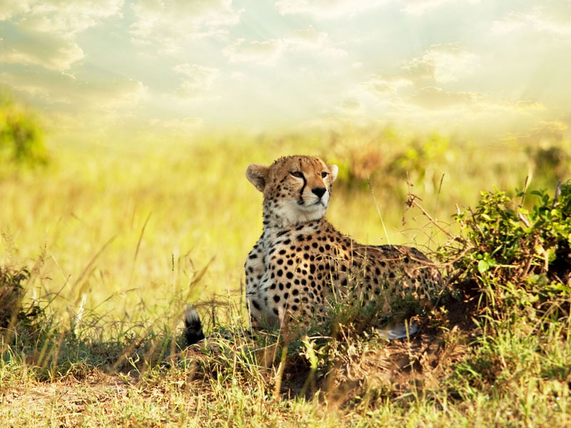 Туры в ЮАР Туры в ЮАР