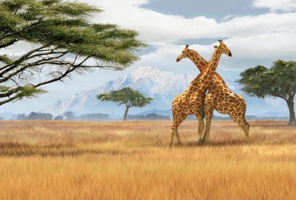 Саванна. Африка Саванна. Африка