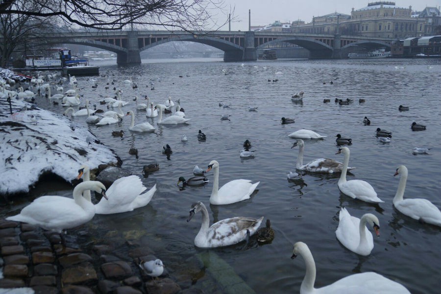 Новый год Новый год