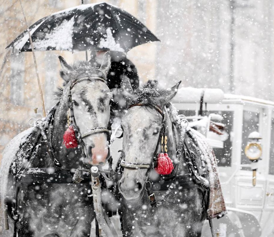 Новый год Новый год