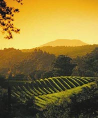 винный тур в испанию винный тур в испанию