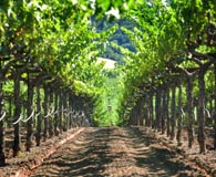 Винный тур в Барселону