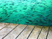 Острова Пхи-Пхи Острова Пхи-Пхи