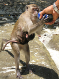 Обезьяний остров Обезьяний остров