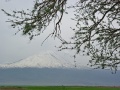 Арарат